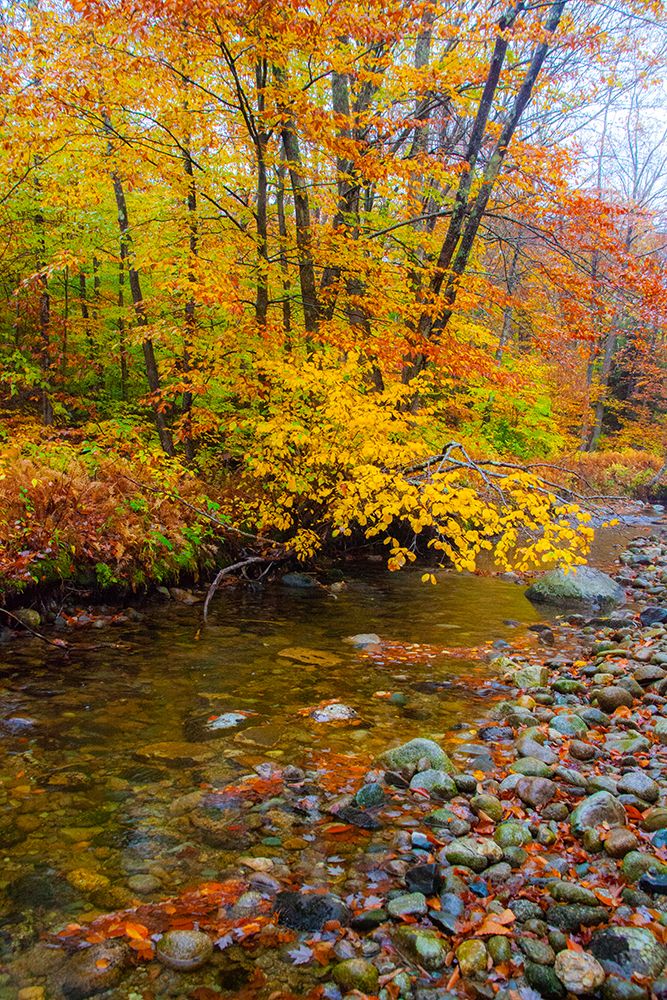 USA-New Hampshire Autumn colors on Maple-Beech trees along the edge of the river art print by Sylvia Gulin for $57.95 CAD
