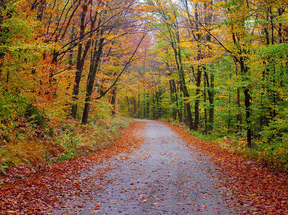 USA-New Hampshire-Sugar Hill wet and foggy morning along roadway in Autumn colors art print by Sylvia Gulin for $57.95 CAD