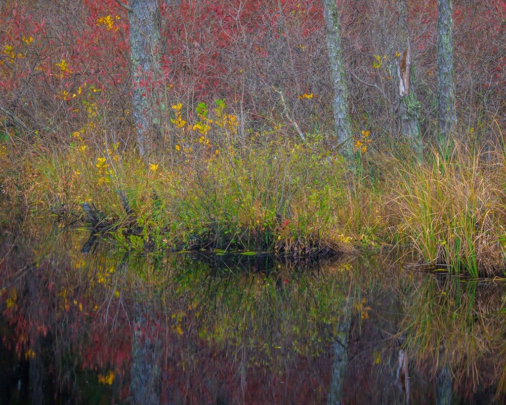 New Jersey-Wharton State Forest Forest reflections in pond art print by Jaynes Gallery for $57.95 CAD