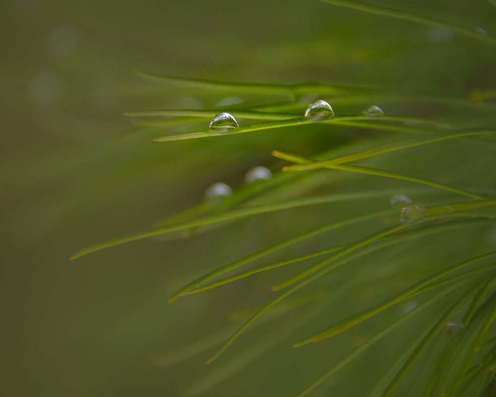 New Jersey-Wharton State Forest Close-up of dew on grass art print by Jaynes Gallery for $57.95 CAD