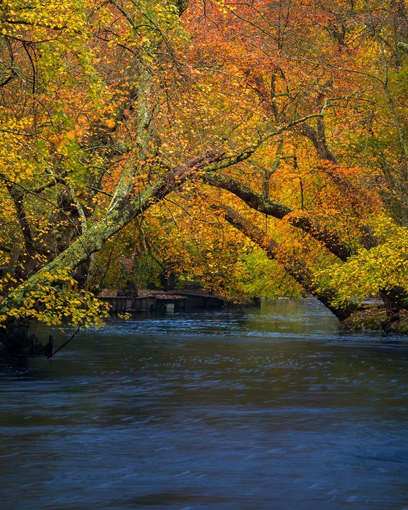New Jersey-Wharton State Forest River and forest in autumn art print by Jaynes Gallery for $57.95 CAD