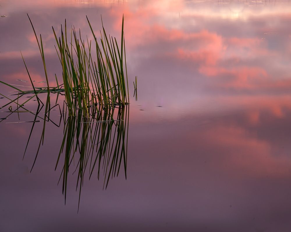 New Jersey-Pine Barrens Sunset on lake reeds art print by Jaynes Gallery for $57.95 CAD