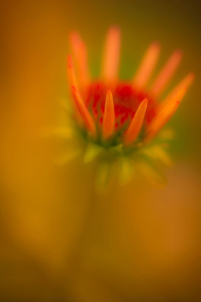 New Jersey-Rio Grande Close-up of coneflower art print by Jaynes Gallery for $57.95 CAD