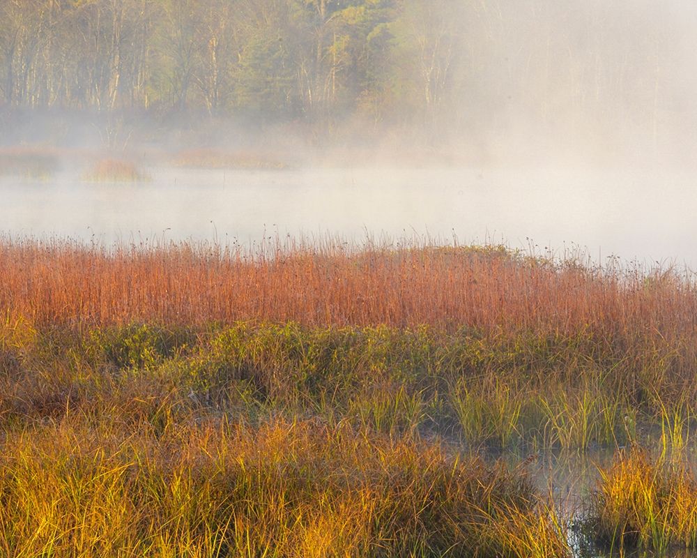 New Jersey-Pine Barrens March grasses and fog at sunrise art print by Jaynes Gallery for $57.95 CAD