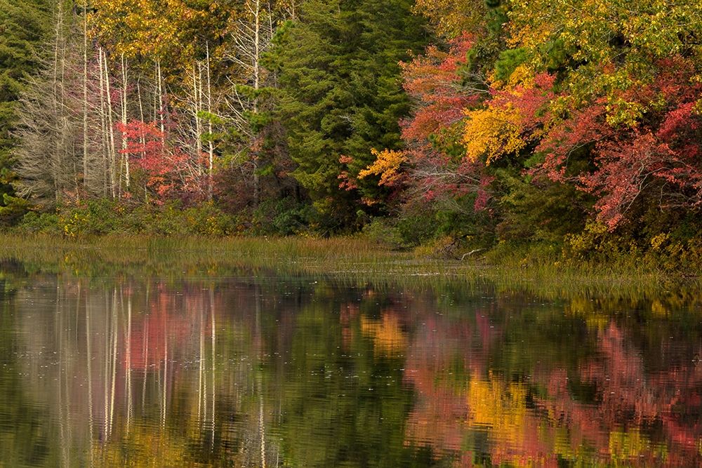 New Jersey-Wharton State Forest Lake and forest in autumn art print by Jaynes Gallery for $57.95 CAD