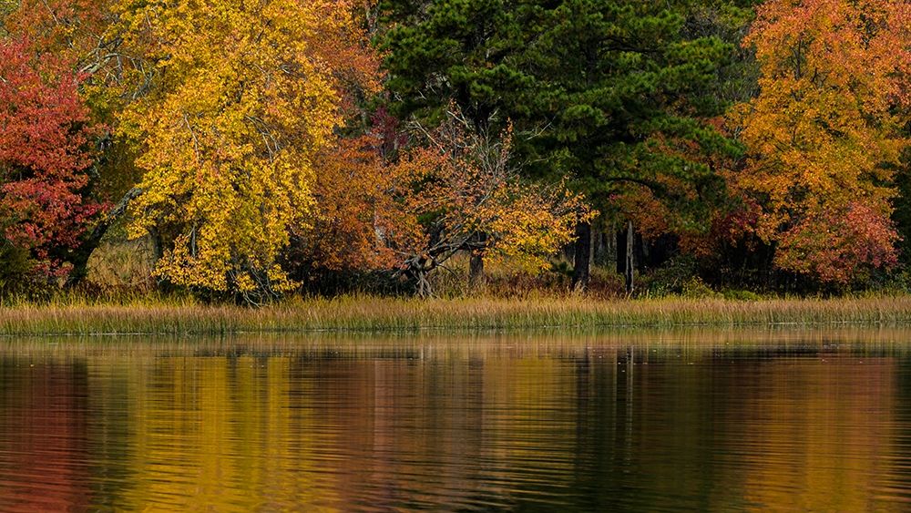 New Jersey-Wharton State Forest Lake and forest in autumn art print by Jaynes Gallery for $57.95 CAD