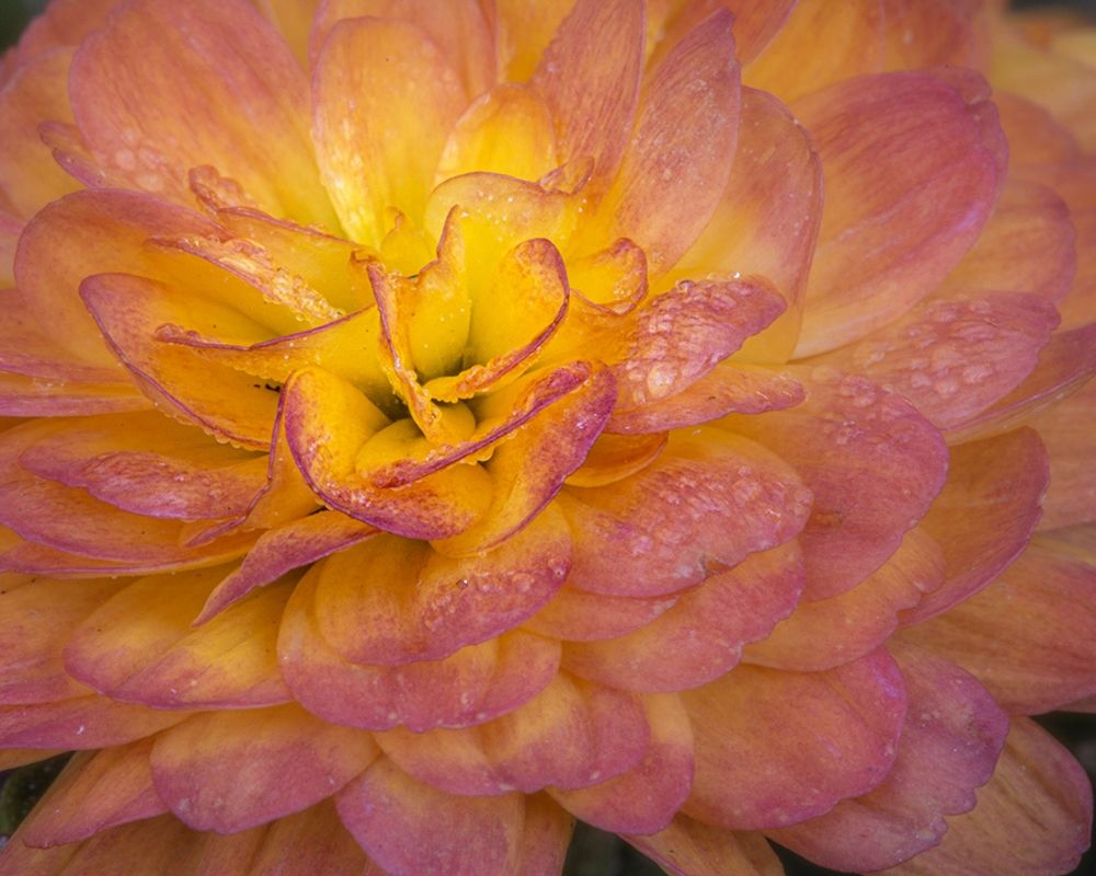 New Jersey-Rio Grande Mum flower close-up art print by Jaynes Gallery for $57.95 CAD