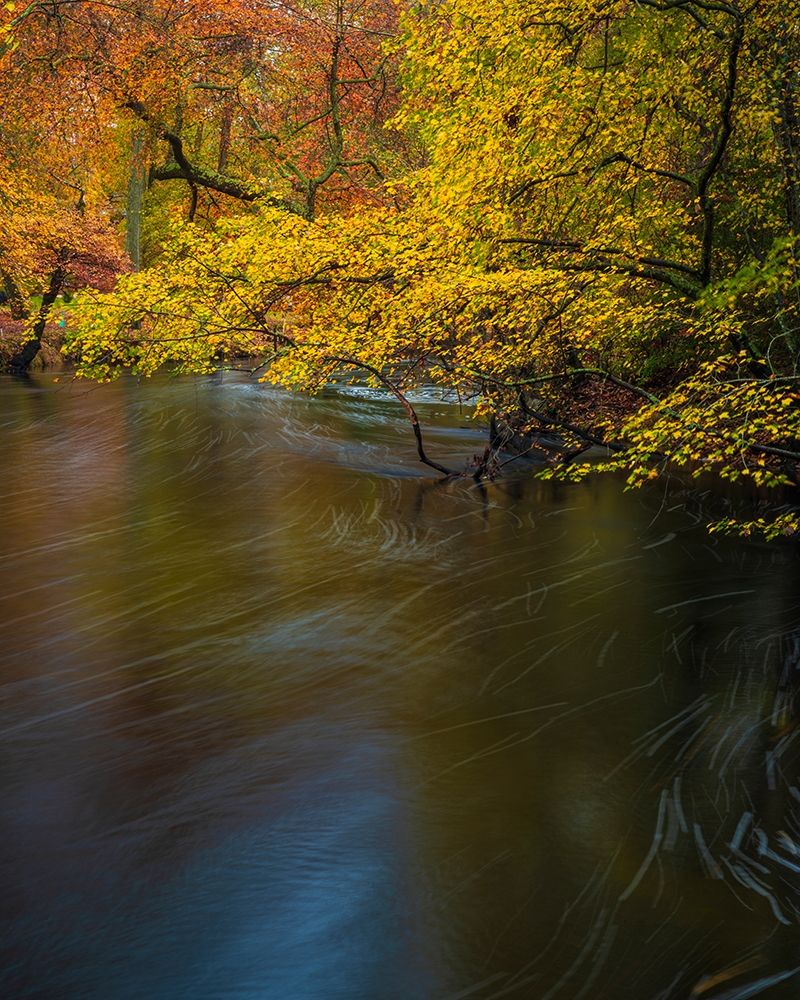 New Jersey-Wharton State Forest River and forest in autumn art print by Jaynes Gallery for $57.95 CAD