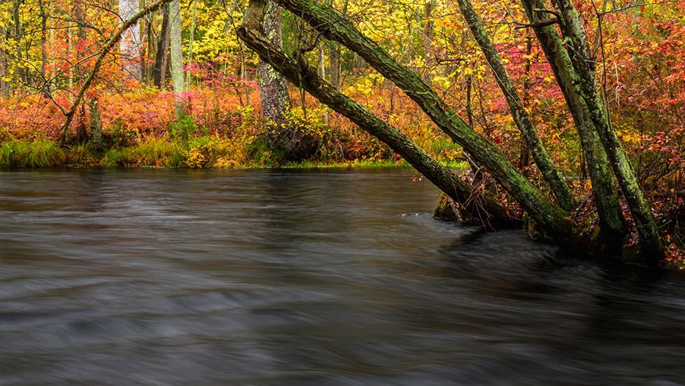 New Jersey-Wharton State Forest River and forest in autumn art print by Jaynes Gallery for $57.95 CAD