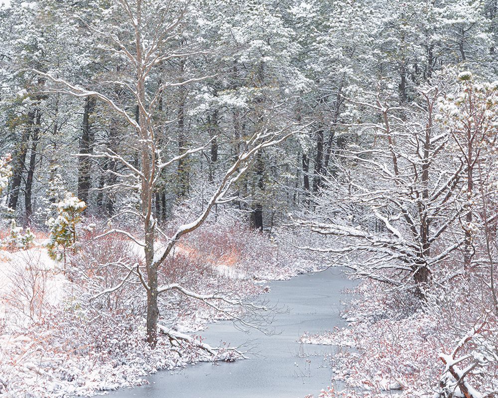 USA-New Jersey-Pine Barrens National Preserve-Winter scenic of stream and forest art print by Jaynes Gallery for $57.95 CAD