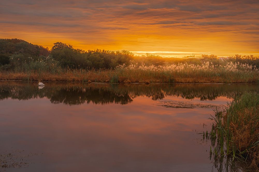 USA-New Jersey-Cape May National Seashore Sunrise on marsh art print by Jaynes Gallery for $57.95 CAD