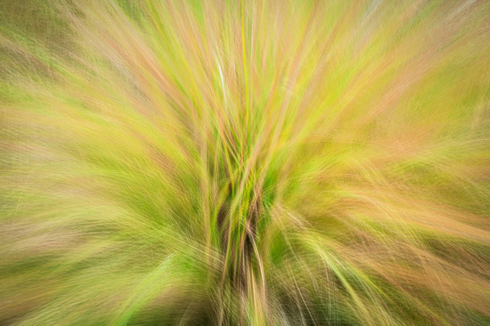 USA-New Jersey-Cape May National Seashore Abstract sunrise on waving grasses art print by Jaynes Gallery for $57.95 CAD