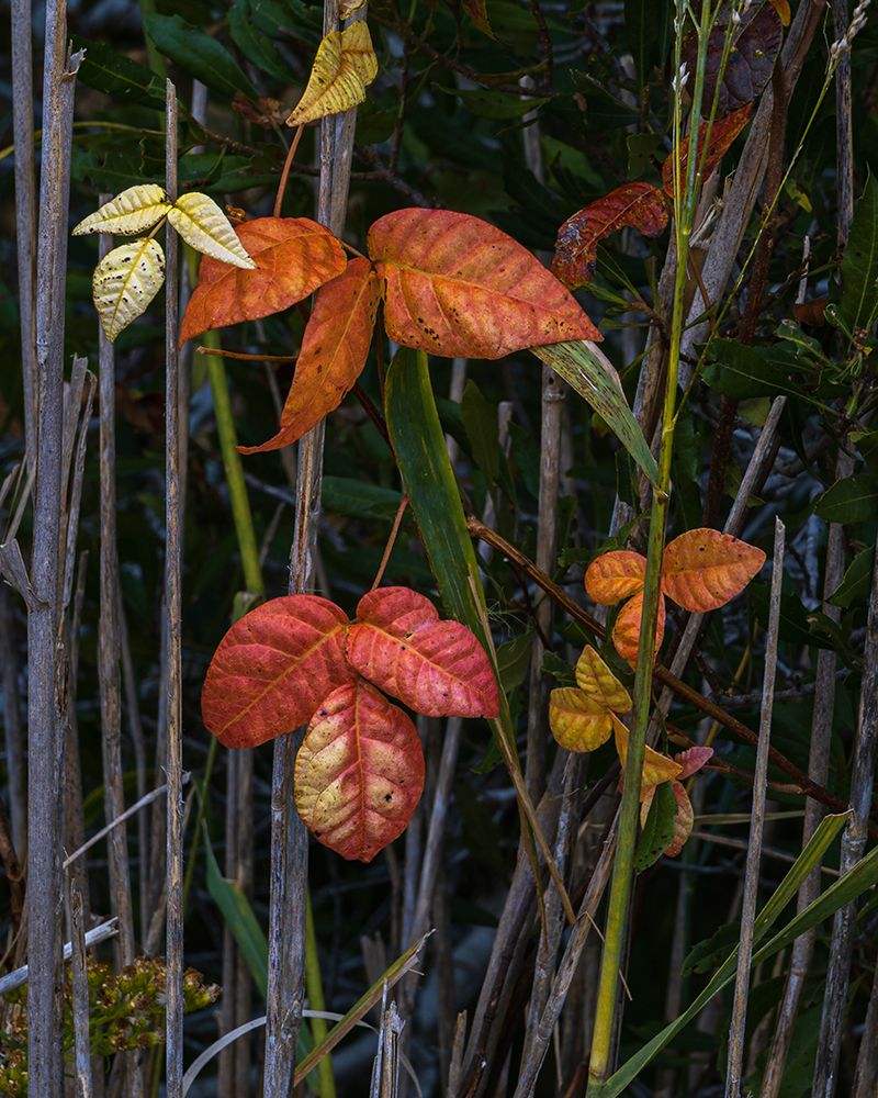 USA-New Jersey-Cape May National Seashore Close-up of autumn-colored leaves art print by Jaynes Gallery for $57.95 CAD