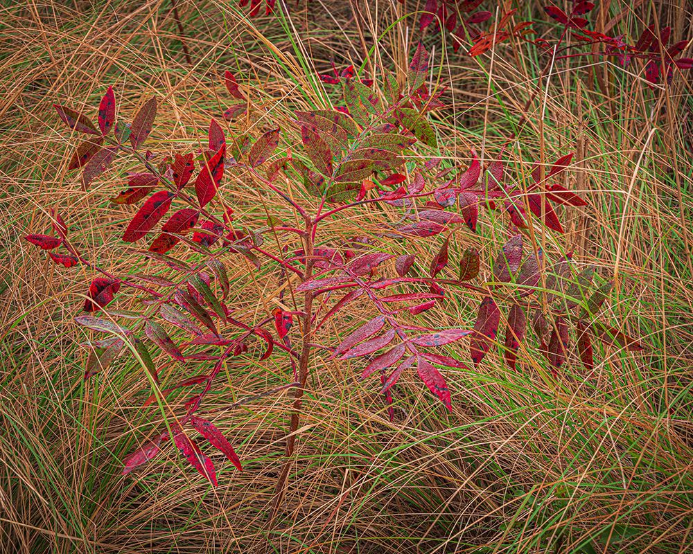 USA-New Jersey-Cape May National Seashore Autumn colors on marsh sapling art print by Jaynes Gallery for $57.95 CAD