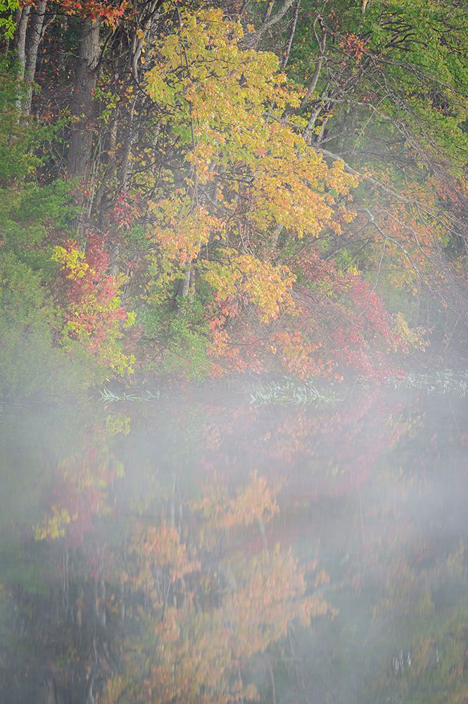 USA-New Jersey-Pine Barrens National Preserve Foggy forest and lake landscape art print by Jaynes Gallery for $57.95 CAD