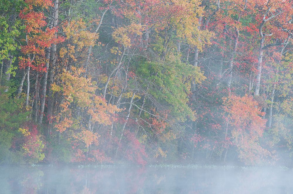 USA-New Jersey-Pine Barrens National Preserve Foggy forest and lake landscape art print by Jaynes Gallery for $57.95 CAD