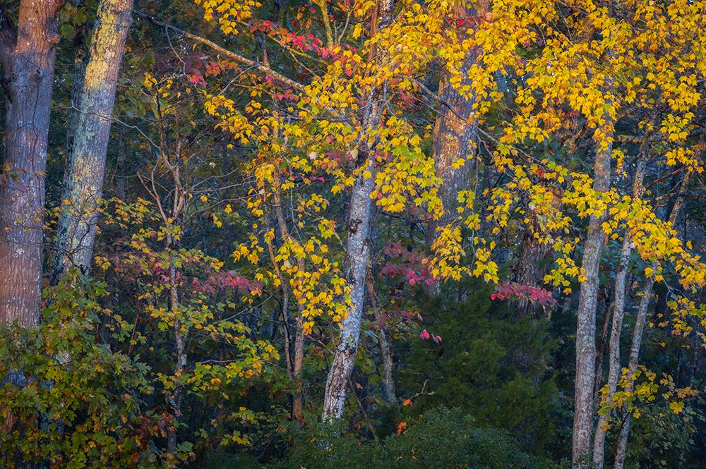 USA-New Jersey-Pine Barrens National Preserve Autumn colors in forest art print by Jaynes Gallery for $57.95 CAD