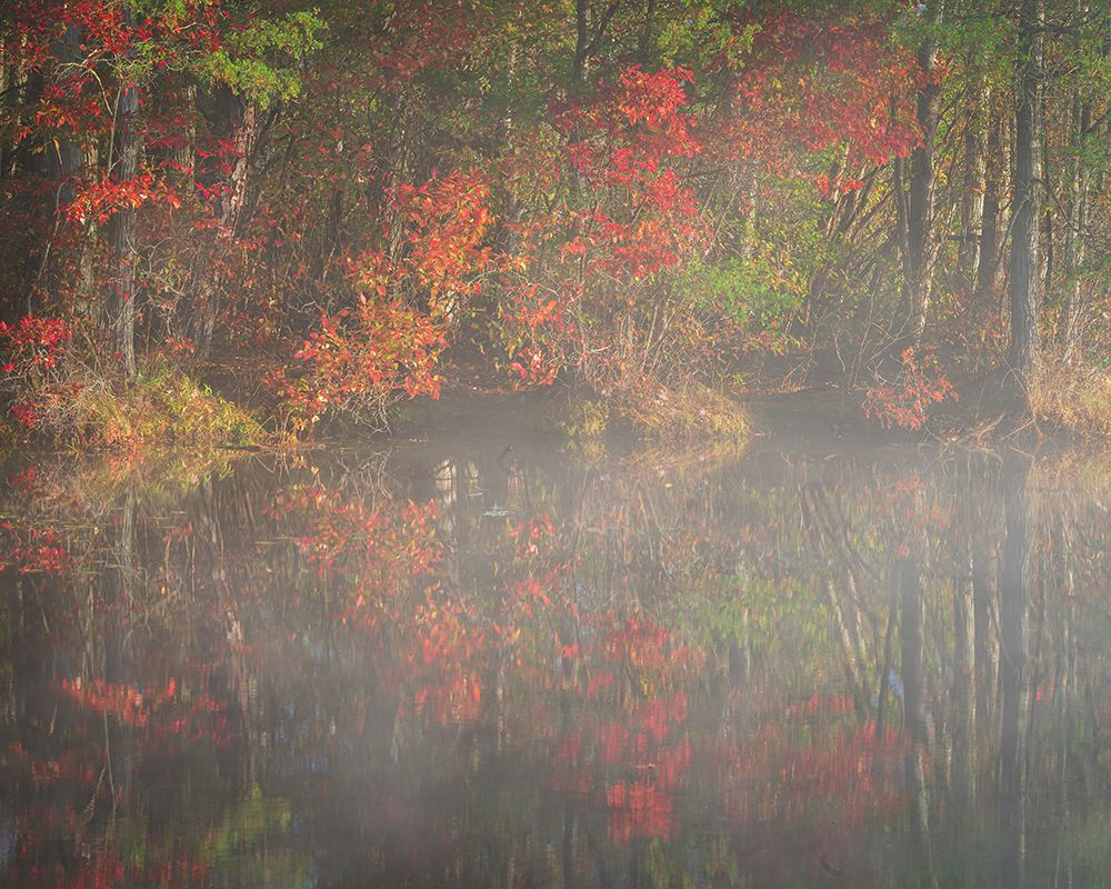 USA-New Jersey-Pine Barrens National Preserve Foggy forest and lake landscape art print by Jaynes Gallery for $57.95 CAD