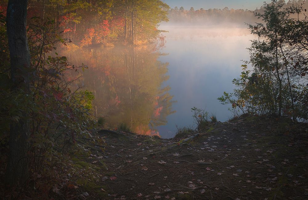USA-New Jersey-Pine Barrens National Preserve Foggy forest and lake landscape art print by Jaynes Gallery for $57.95 CAD
