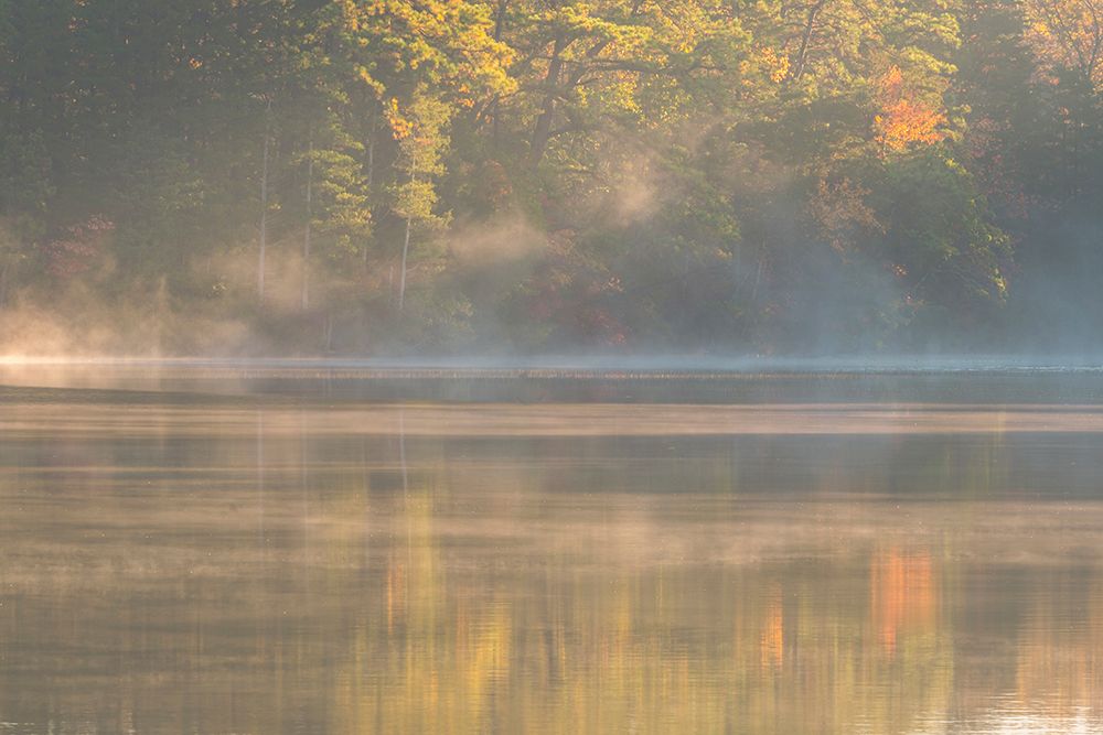 USA-New Jersey-Pine Barrens National Preserve Foggy forest and lake landscape art print by Jaynes Gallery for $57.95 CAD