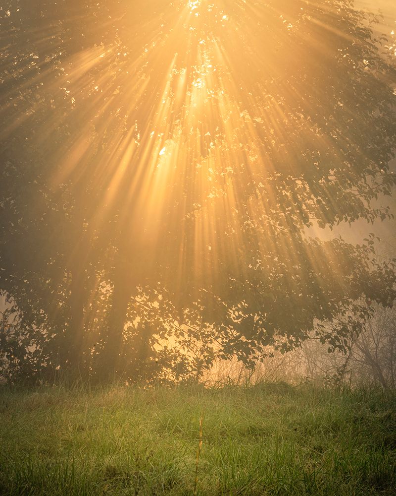 USA-New Jersey-Cape May National Seashore Sunrise sunbeams and tree scenic art print by Jaynes Gallery for $57.95 CAD