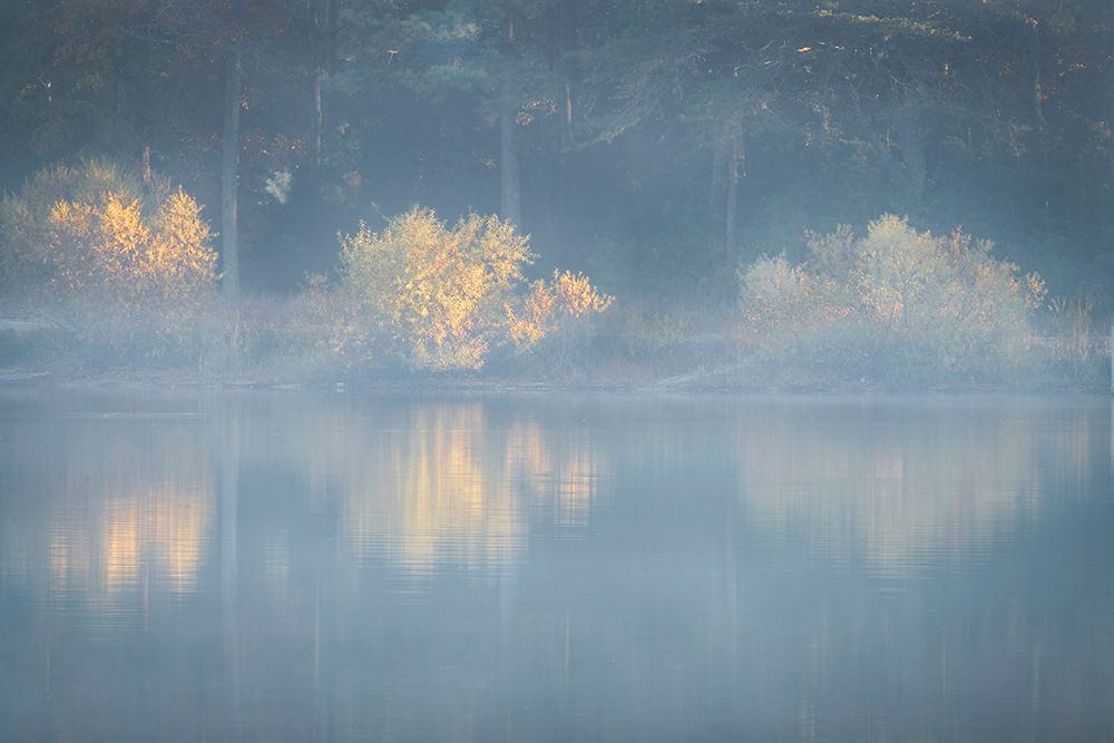 USA-New Jersey-Cape May National Seashore Foggy forest reflections on lake at sunrise art print by Jaynes Gallery for $57.95 CAD