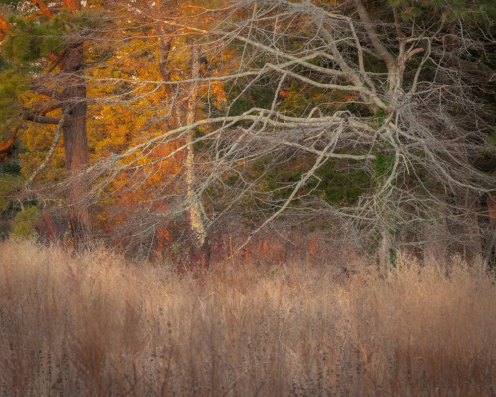 USA-New Jersey-Cape May Ghostly tree shapes and grasses in autumn art print by Jaynes Gallery for $57.95 CAD