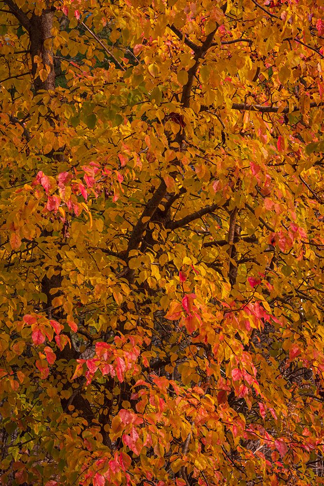 USA-New Jersey-Cape May Tree in autumn foliage art print by Jaynes Gallery for $57.95 CAD