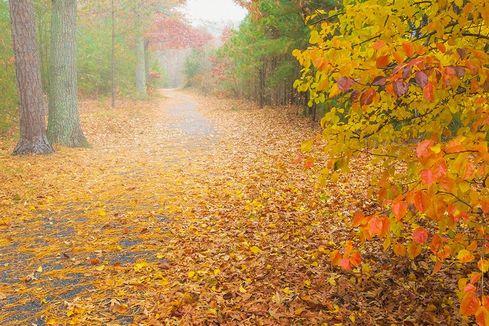 USA-New Jersey-Cape May Leaf-covered road through autumn forest art print by Jaynes Gallery for $57.95 CAD