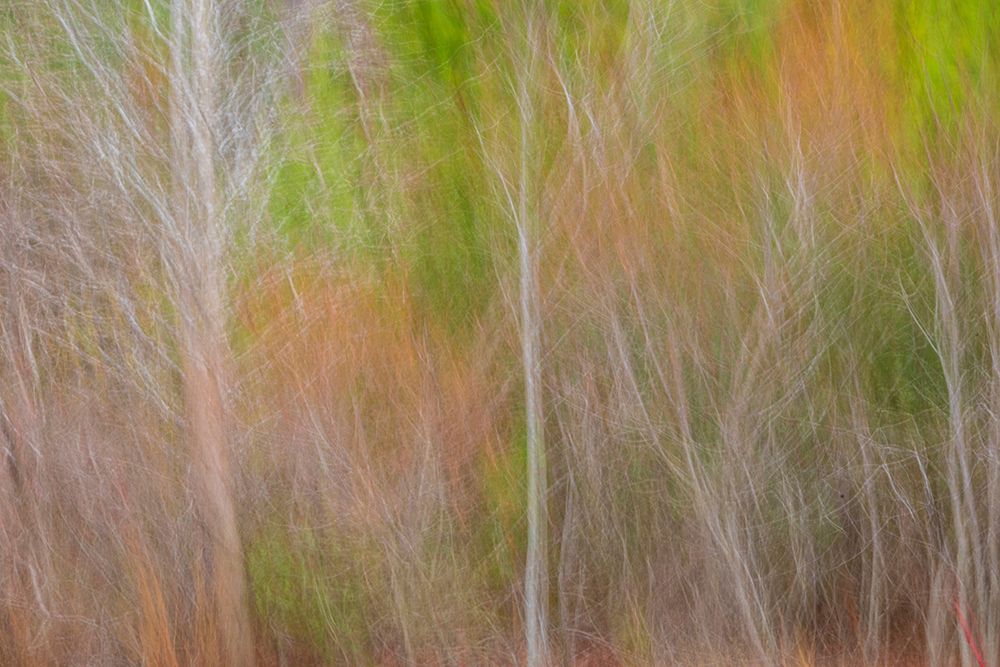 USA-New Jersey-Cape May Abstract of trees in autumn foliage art print by Jaynes Gallery for $57.95 CAD