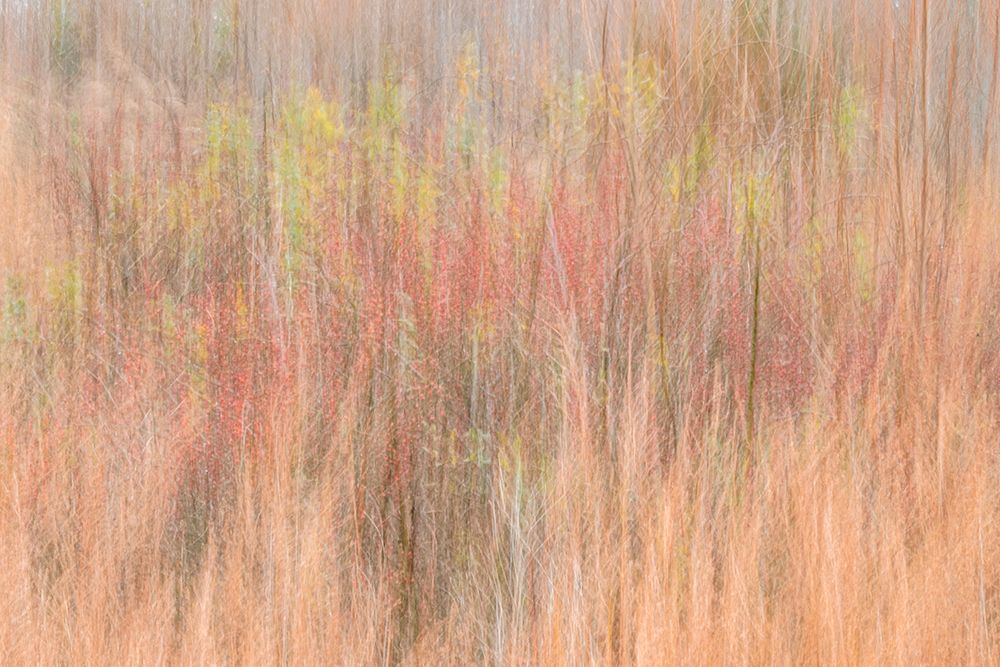 USA-New Jersey-Cape May Abstract of trees in autumn foliage art print by Jaynes Gallery for $57.95 CAD