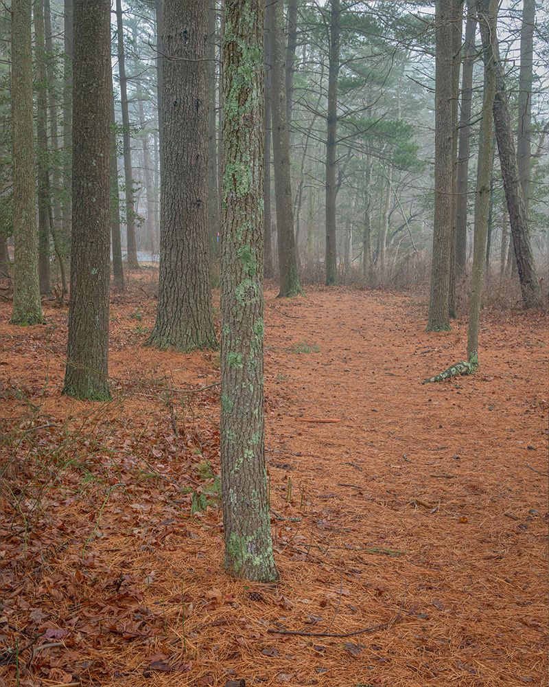 USA-New Jersey-Pine Barrens National Preserve Foggy forest landscape art print by Jaynes Gallery for $57.95 CAD