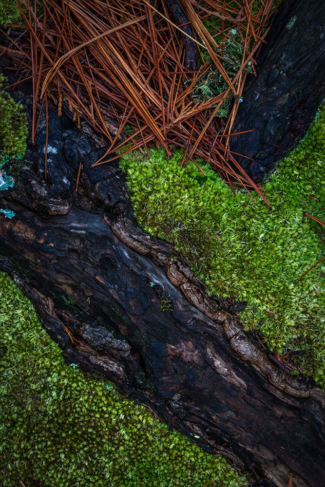 USA-New Jersey-Pine Barrens National Preserve Close-up of log and pine needles art print by Jaynes Gallery for $57.95 CAD