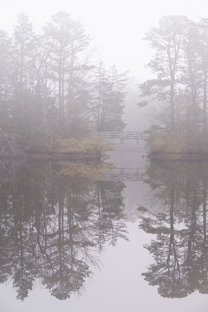 USA-New Jersey-Pine Barrens National Preserve Foggy forest landscape and bridge reflect in lake art print by Jaynes Gallery for $57.95 CAD