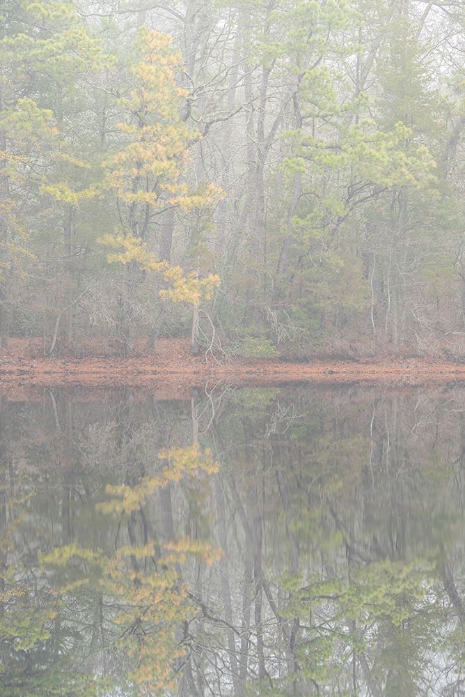 USA-New Jersey-Pine Barrens National Preserve Foggy forest landscape reflects in lake art print by Jaynes Gallery for $57.95 CAD
