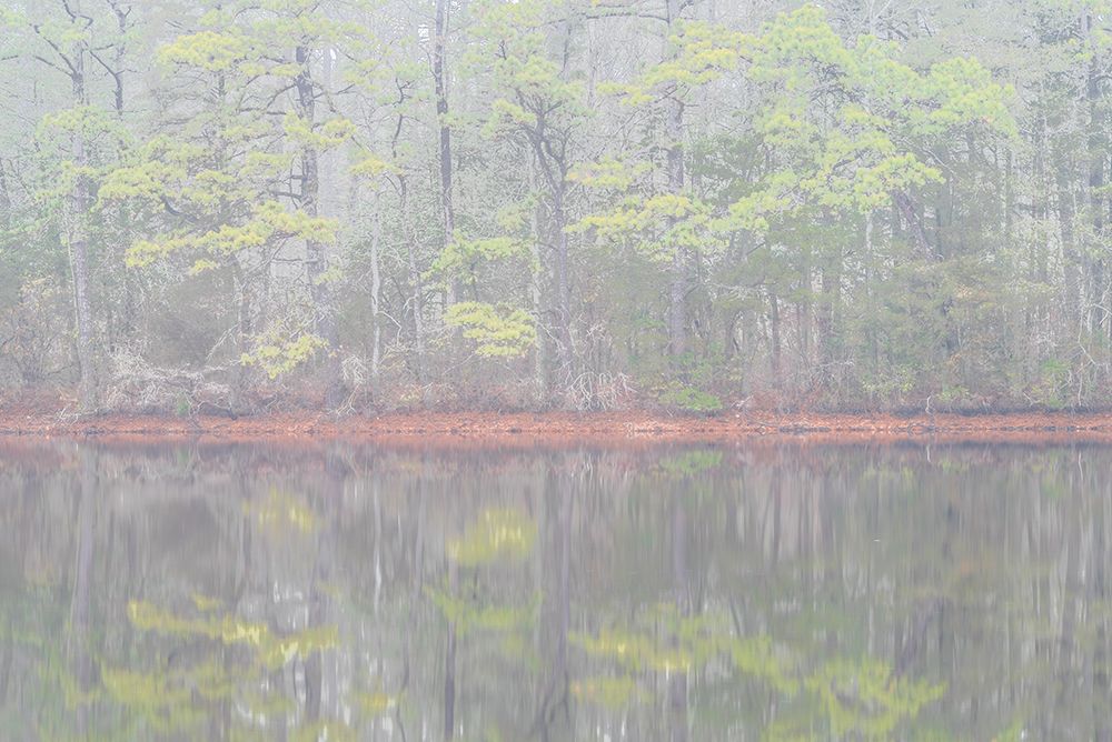 USA-New Jersey-Pine Barrens National Preserve Foggy forest landscape reflects in lake art print by Jaynes Gallery for $57.95 CAD