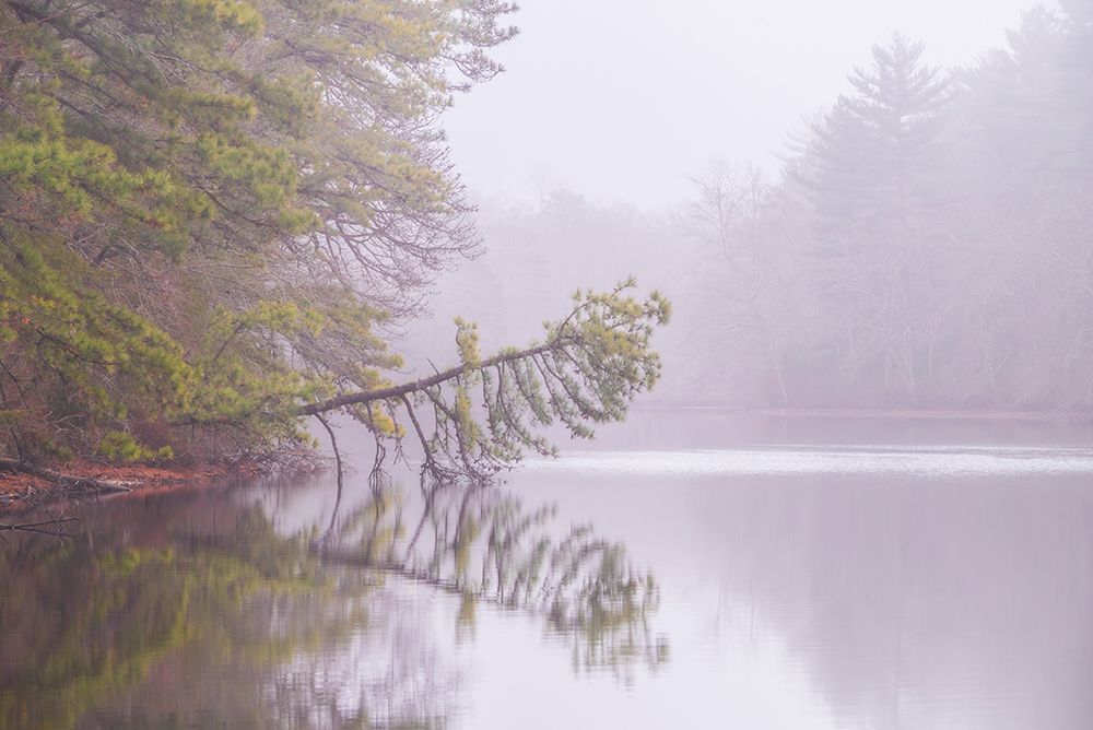 USA-New Jersey-Pine Barrens National Preserve Foggy forest landscape reflects in lake art print by Jaynes Gallery for $57.95 CAD