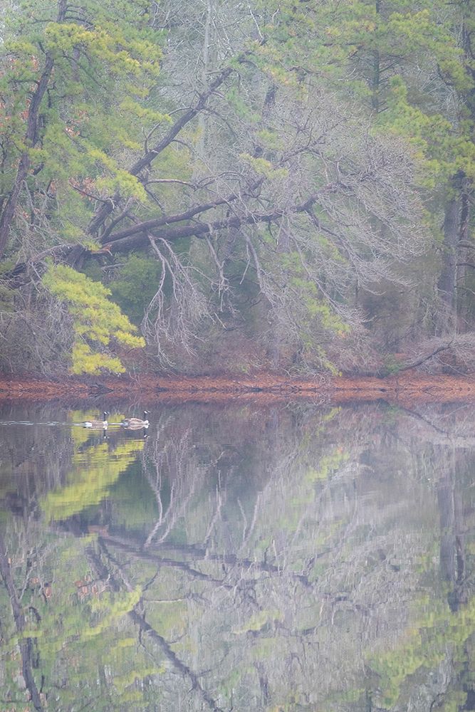 USA-New Jersey-Pine Barrens National Preserve Foggy forest landscape reflects in lake art print by Jaynes Gallery for $57.95 CAD