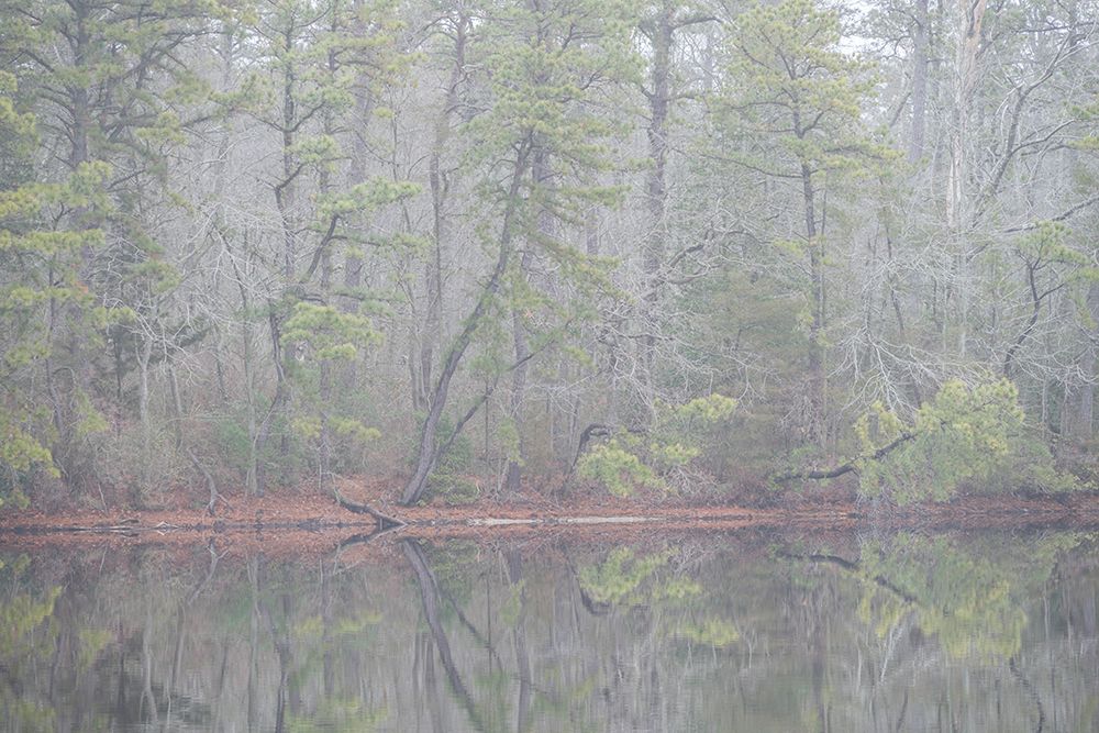 USA-New Jersey-Pine Barrens National Preserve Foggy forest landscape reflects in lake art print by Jaynes Gallery for $57.95 CAD