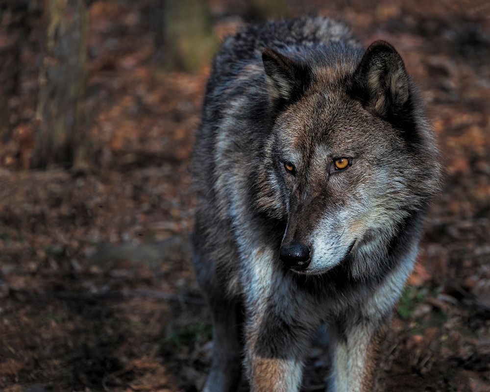 USA-New Jersey-Lakota Wolf Preserve. Close-up of wolf. art print by Jaynes Gallery for $57.95 CAD