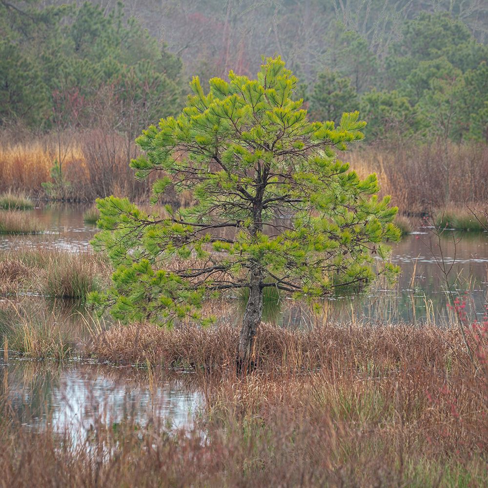 USA-New Jersey-Pine Barrens National Preserve. Pine trees in swamp. art print by Jaynes Gallery for $57.95 CAD