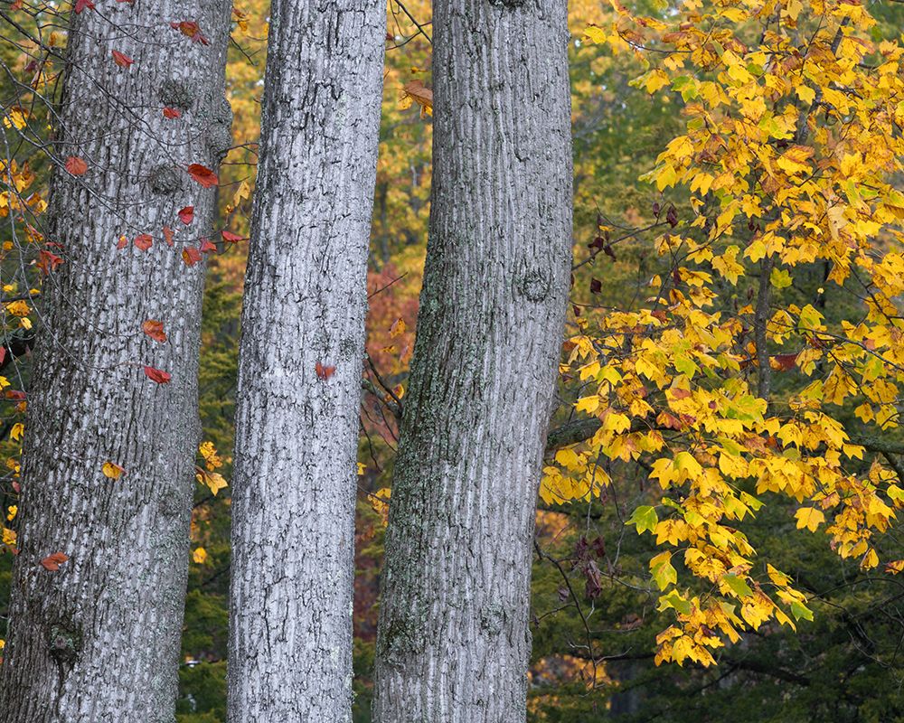 USA-New Jersey-Pine Barrens National Preserve Trees and foliage in autumn art print by Jaynes Gallery for $57.95 CAD
