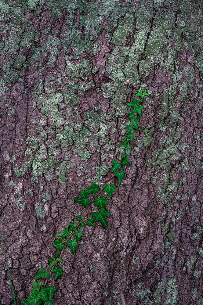 USA-New Jersey-Cape May National Seashore Close-up of vine on tree trunk art print by Jaynes Gallery for $57.95 CAD