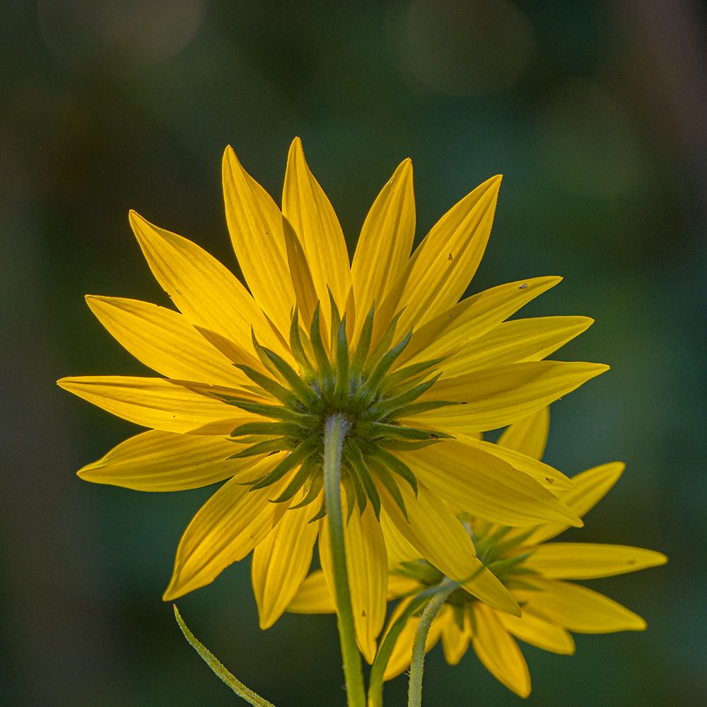 USA-New Jersey-Cape May National Seashore Close-up of yellow flowers art print by Jaynes Gallery for $57.95 CAD