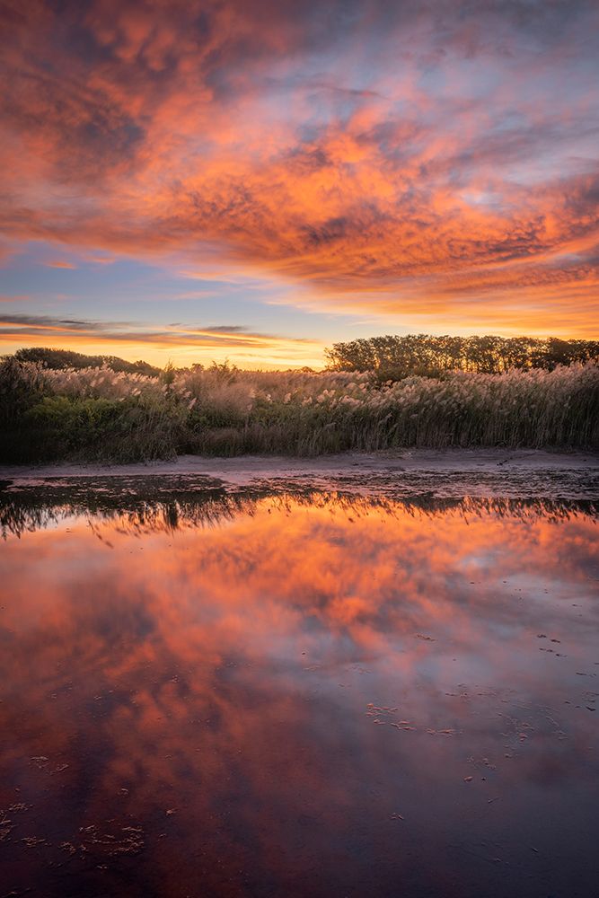USA-New Jersey-Cape May National Seashore Sunrise on marsh art print by Jaynes Gallery for $57.95 CAD