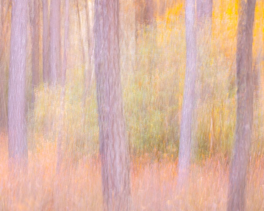 USA-New Jersey-Pine Barrens National Preserve art print by Jaynes Gallery for $57.95 CAD