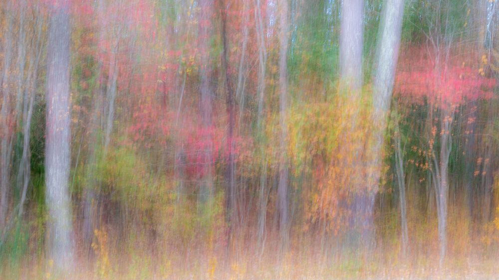 USA-New Jersey-Pine Barrens National Preserve Forest abstract art print by Jaynes Gallery for $57.95 CAD