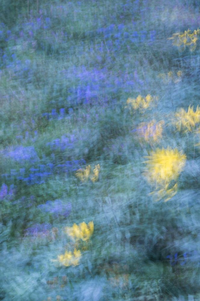 USA-New Jersey-Cape May National Seashore Abstract of flowers art print by Jaynes Gallery for $57.95 CAD