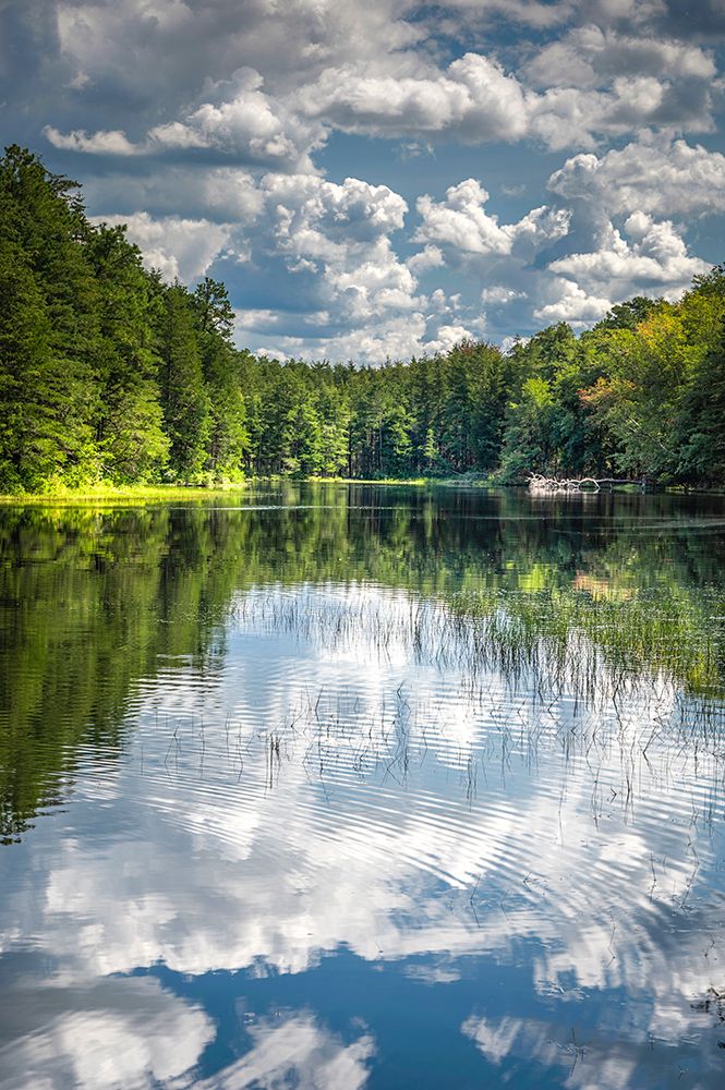 USA-New Jersey-Pine Barrens National Preserve Forest reflections in lake at sunrise art print by Jaynes Gallery for $57.95 CAD