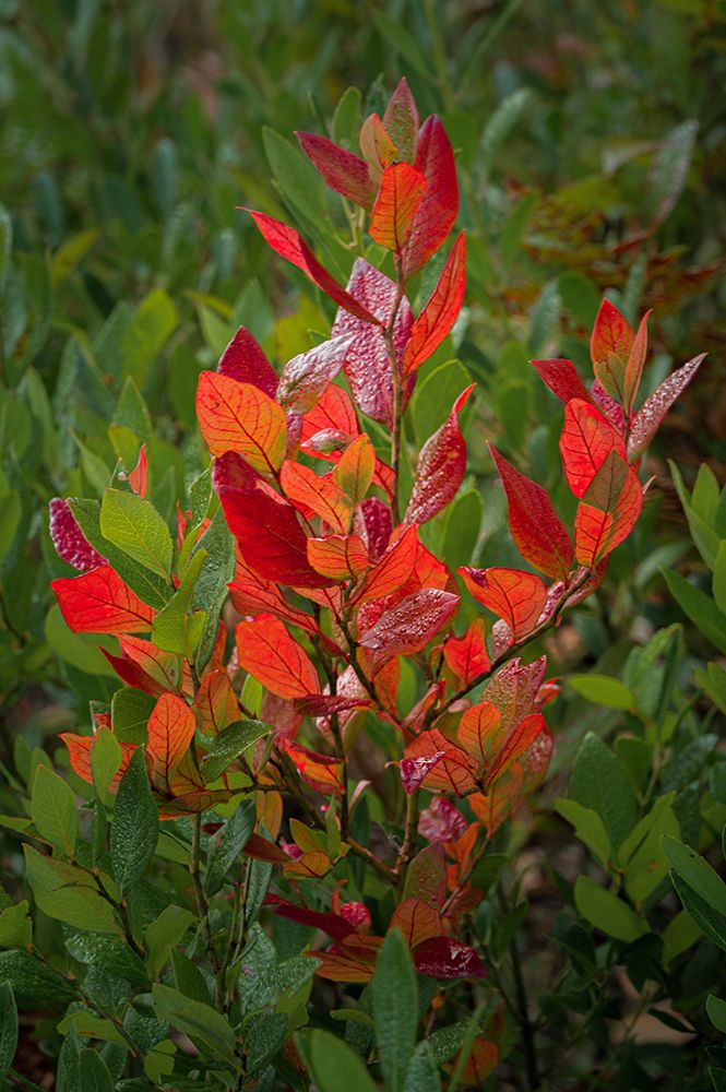 USA-New Jersey-Pine Barrens National Preserve Close-up of autumn foliage art print by Jaynes Gallery for $57.95 CAD
